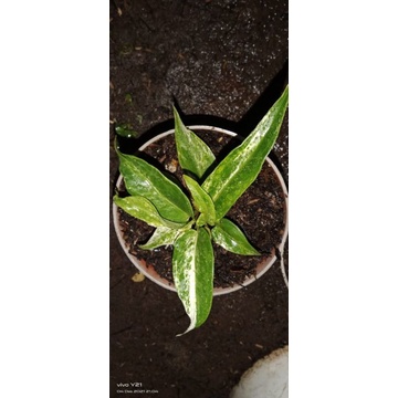 hokeri varigata flokadot