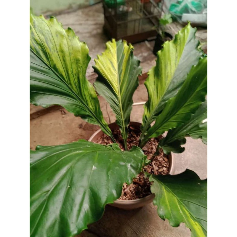 Gelombang Cinta Varigata