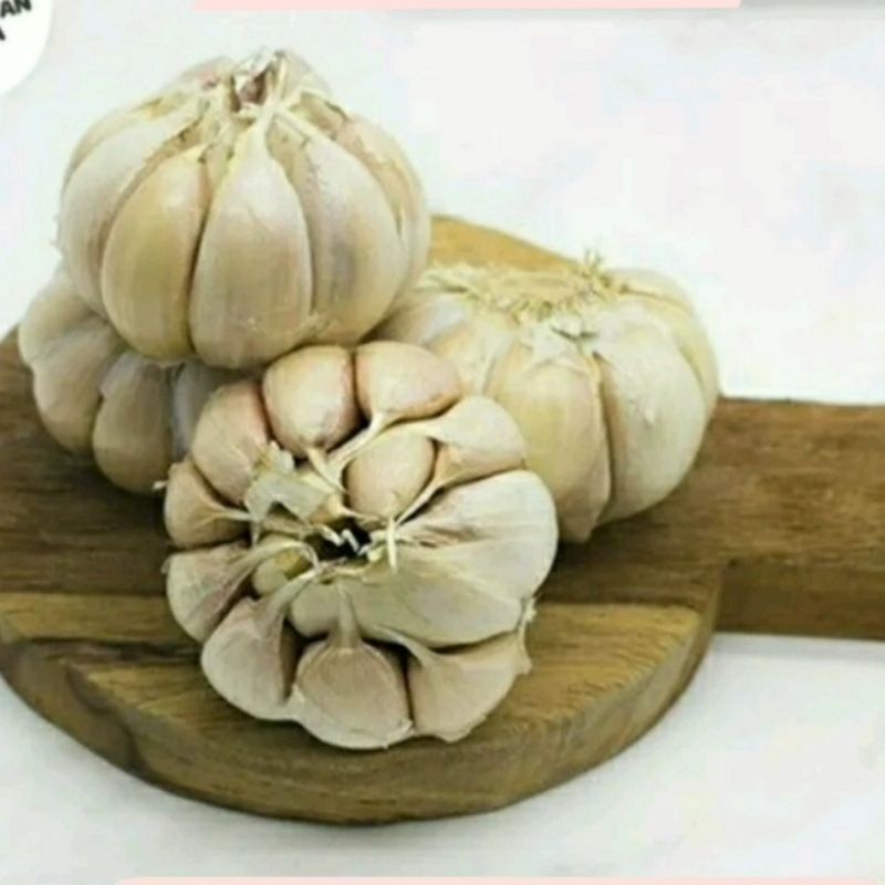 

Bawang Puting Bonggol