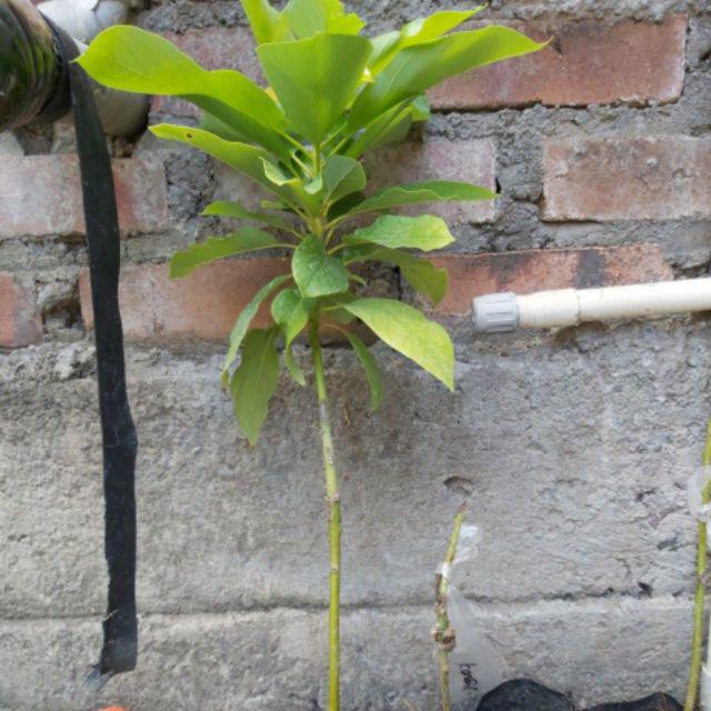 Promo 3 Bibit Alpukat Pluwang Aligator Dan Miki