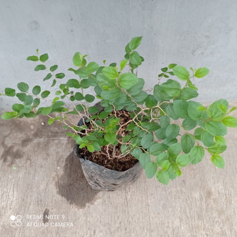 Pohon Bidara Arab Berduri