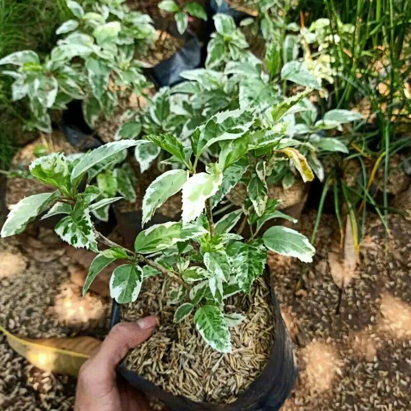 Tanaman hias bunga sepatu varigata / tanaman bunga sepatu / tanaman kembang sepatu / tanaman bunga
