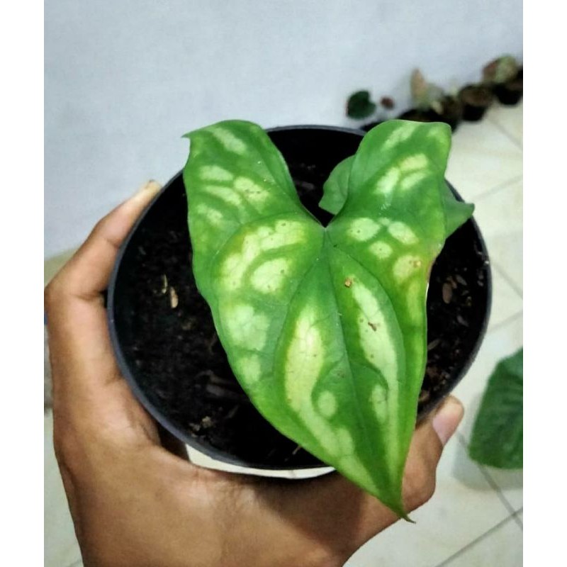 Tanaman Hias Koleksi Keladi Tato Impor