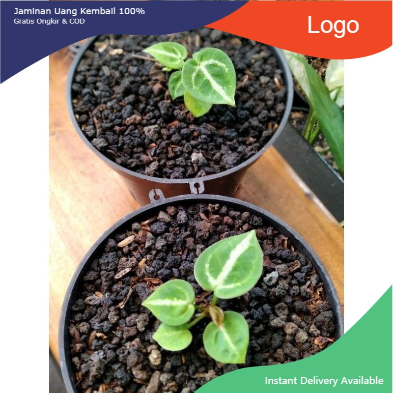 bibit bonggol Anthurium dorayaki kuping gajah