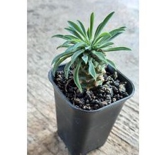 bukan kaktus tapi euphorbia kirin