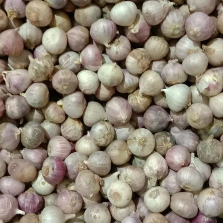 

❤ 7.7 !!! Bawang putih tunggal kecil 1kg impor murah harga bersaing