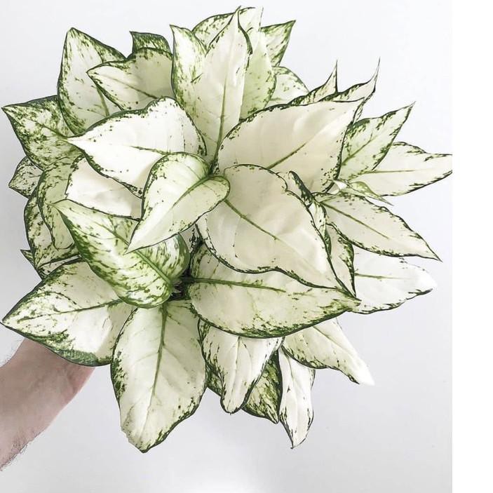 Bagus Tanaman hias aglonema snow white-aglaonema-tanaman hidup-bunga hidup..