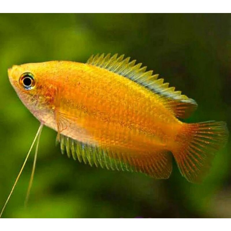 ikan hias sepat madu