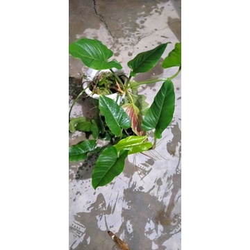 Philodendron Subhastatum