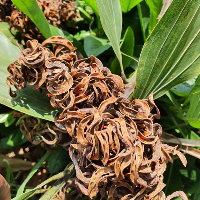 Biji Akasia Mangium / Akasia Formis & Akasia Krasikarpa / Akasia Crassicarpa Akasia Carpa Akasia Kar