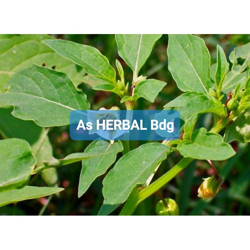 

Daun Ciplukan Segar atau Cecenet 800 gram-az
