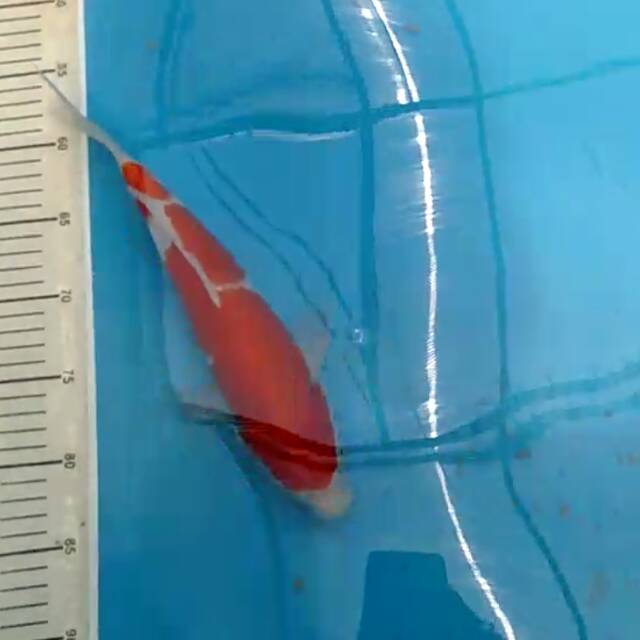 Koi kohaku import taniguchi