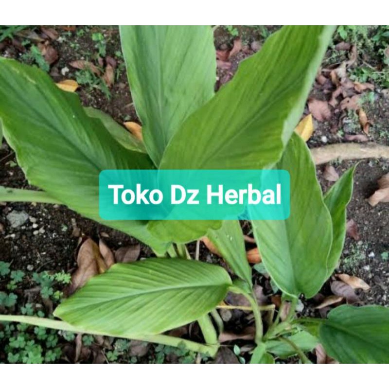 

Daun kunyit segar 500 petik langsung-az