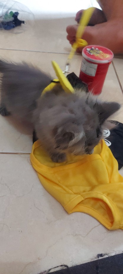 Lbx Kep / Kain Penutup Potong Rambut Anti Air Untuk Salon