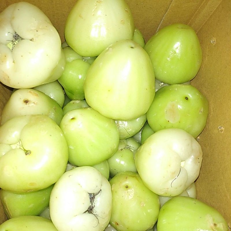 

Klampok Buah Jambu Air segar minim order 2kg @ satuan kilogram
