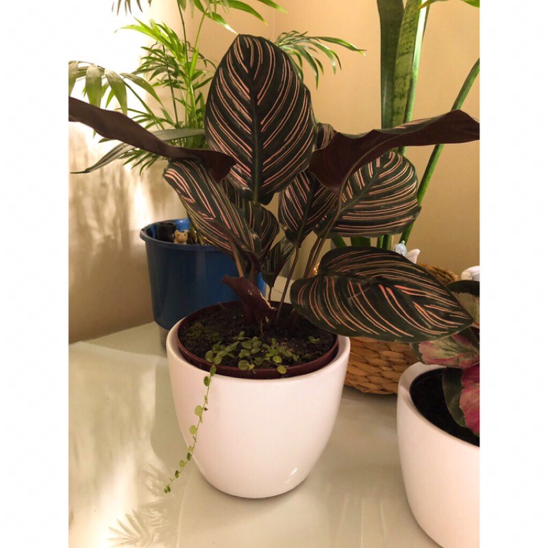 CALATHEA ORNATA SANDERIANA