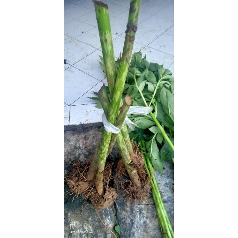 umbi porang potong besar