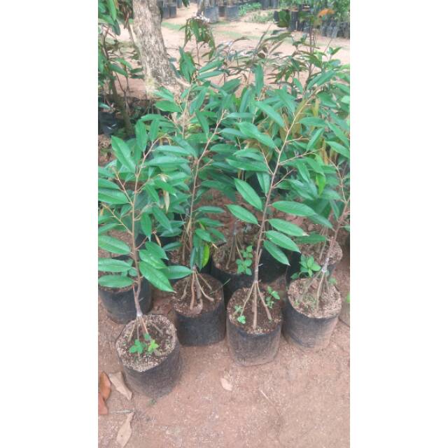 Bibit buah durian montong kaki 5 siap tanam