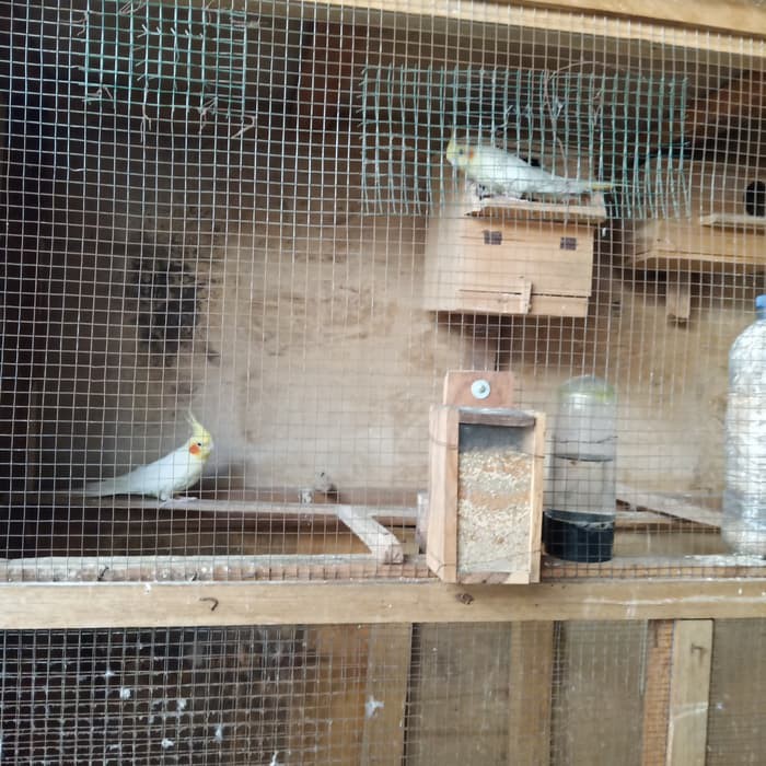 Jual Burung Cockatiels Falk Kakaktua Mini Anakan Australia