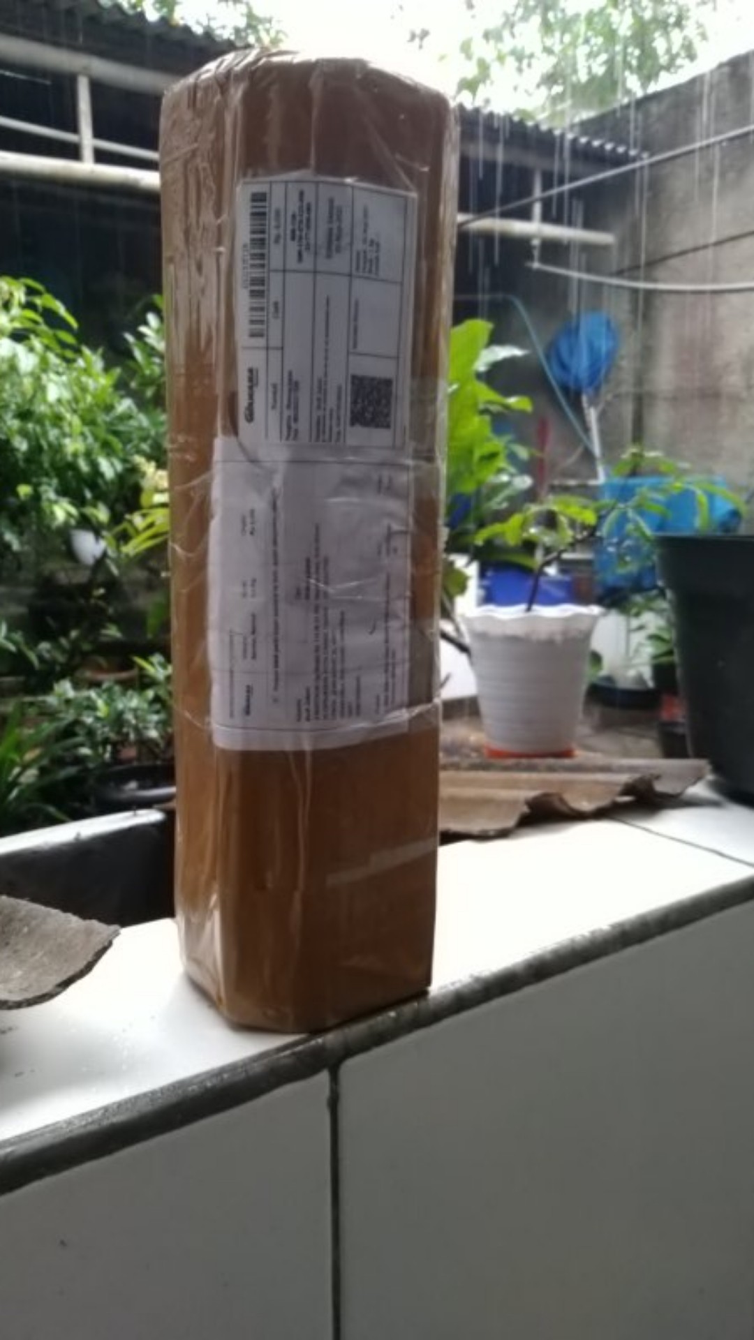 Bibit Daun Bidara Arab/ Pohon Bidara Daun Bidara Untuk Ruqyah