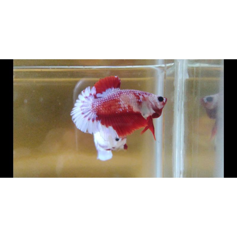 pemenang lelang hellboy fancy & blue panda(termasuk packing)