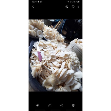 

jamur crispy jamur enak, jamur sehat jamur organik