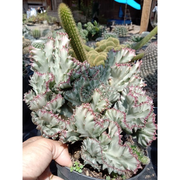 kaktus lactea cristata putih/kaktus ownroot/ kaktus pasaman