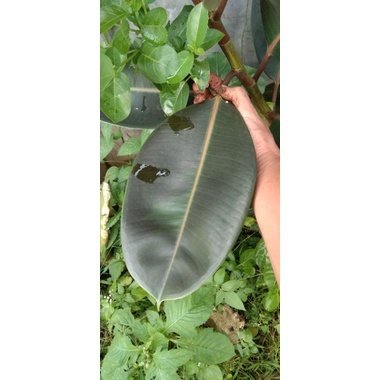 daun karet kebo / daun karet munding (obat herbal stroke)