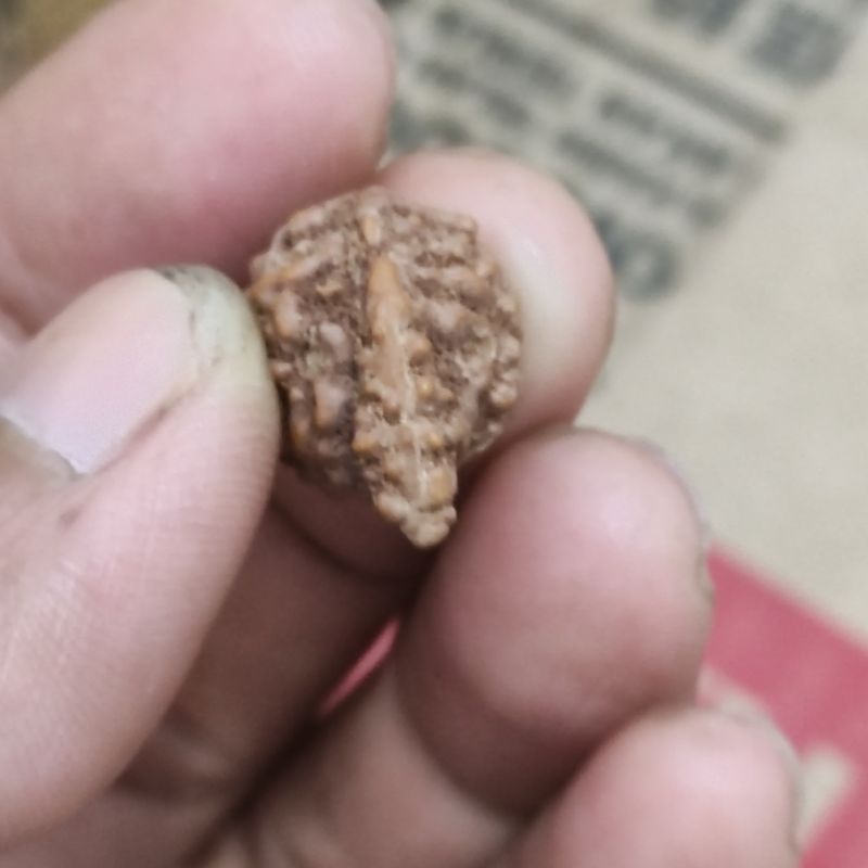 rudraksha sawar mukhi 1