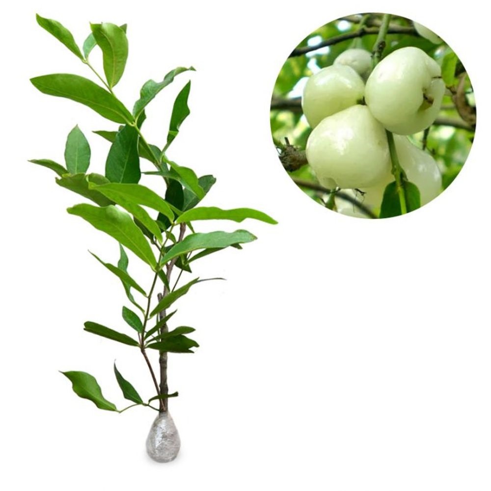 Jambu Air Madura/Camplong