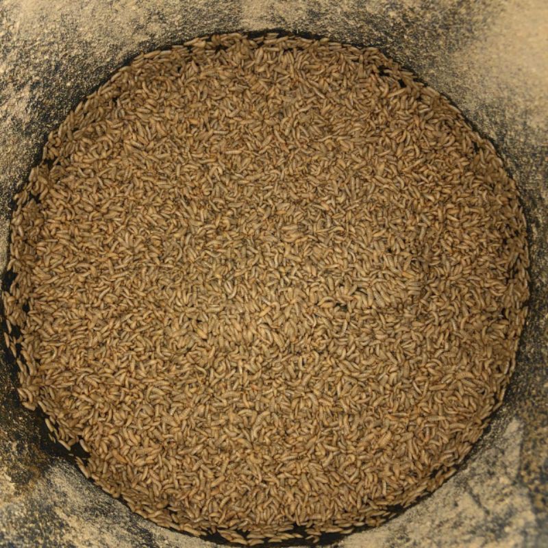 Maggot BSF kering / basah / pakan hewan / pakan ternak JAMINAN TERMURAH