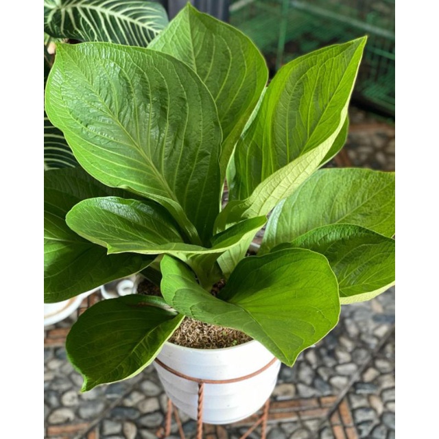 anthorium jemani cobra catalog  anthurium jemani catalog