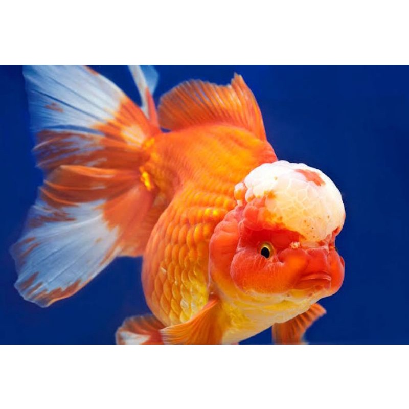 IKAN KOKI ORANDA SIZE L+