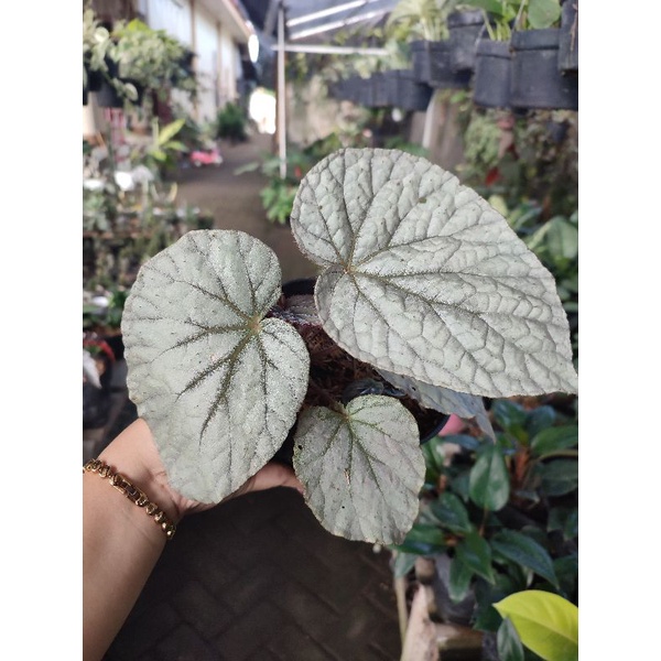 Tanaman Hias Bunga Begonia Silver Tanaman Begonia Bunga Murah