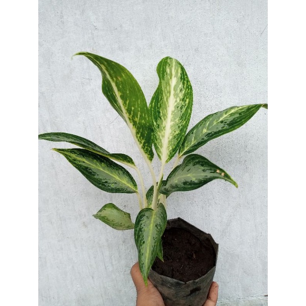 Aglaonema sri rejeki / Aglaonema Blanceng Susu Silver