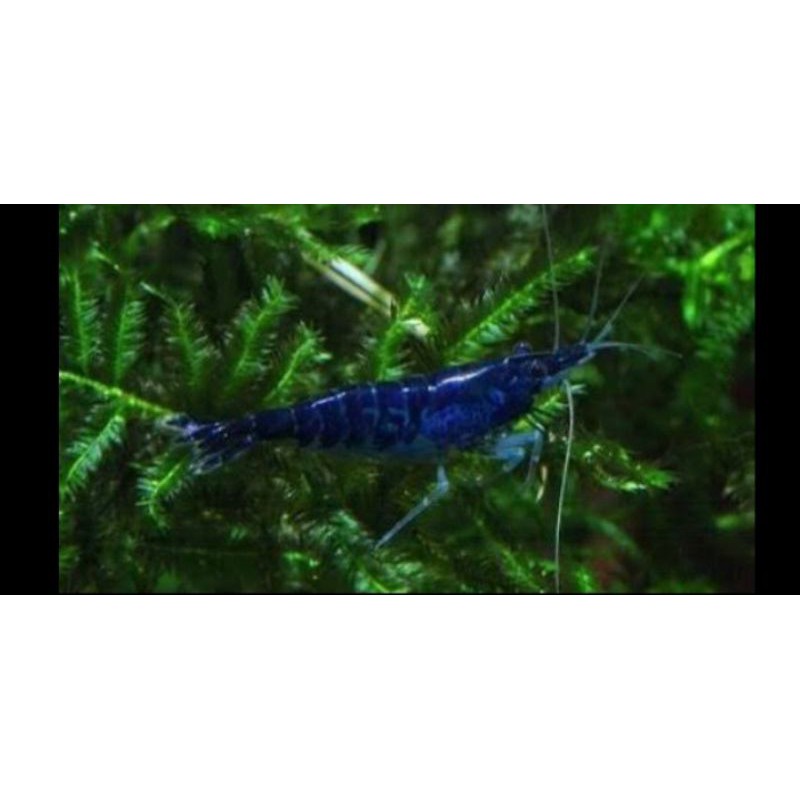 

udang hias blue daimond srhimp