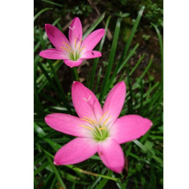 umbi bunga lili pink.... 5 umbi