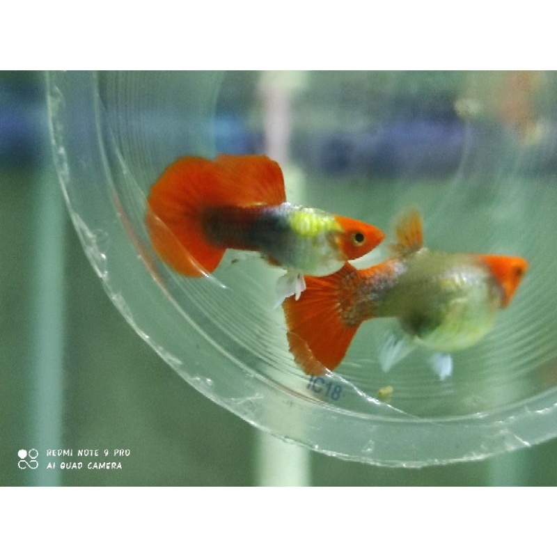 IKAN GUPPY KOI SHORT BODY