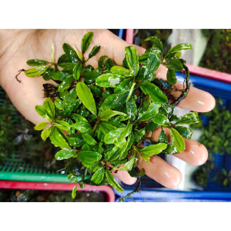 Bucephalandra sp daun air