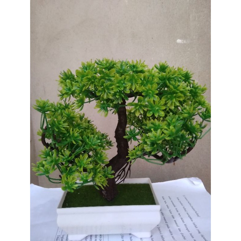 bunga bonsai beringin
