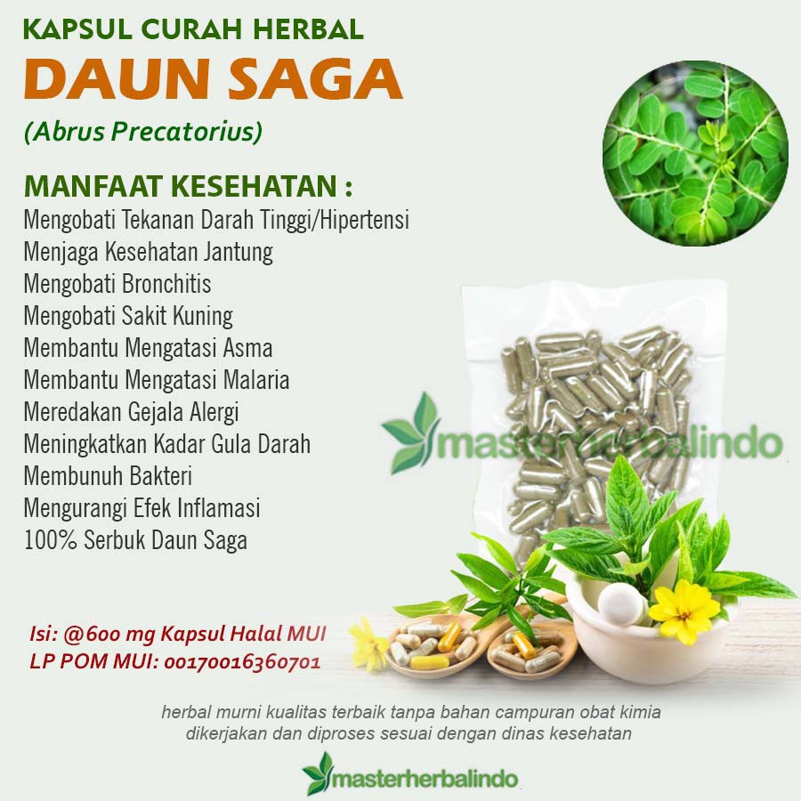 

Kapsul Curah Herbal DAUN SAGA 200x600mg Bronchitis Amandel Anti Aging Diet