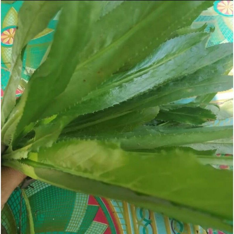 

daun walang sangit segar 250grm