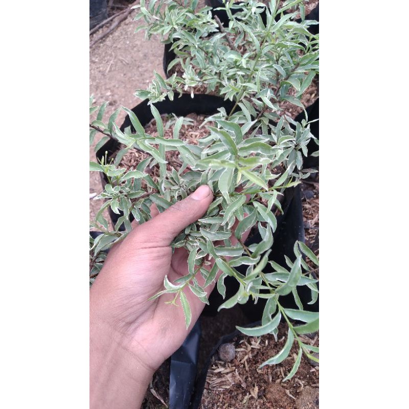 Bahan Bonsai Anting Putri Mikro Varigata