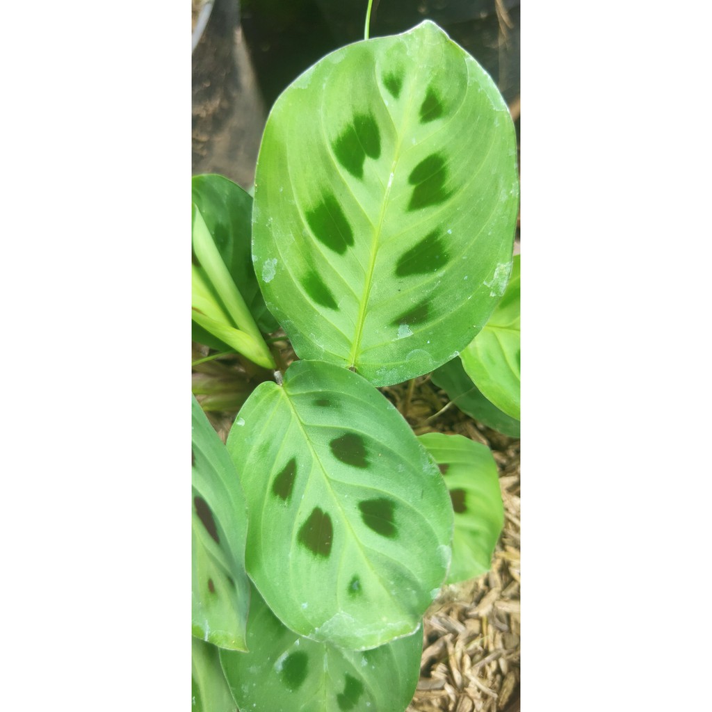 Calathea Maranta katak - tanaman hias bunga calathea /kalatea/chalatea levonero cantik berkualitas KEBUN KITA - BAKUL KEMBANG