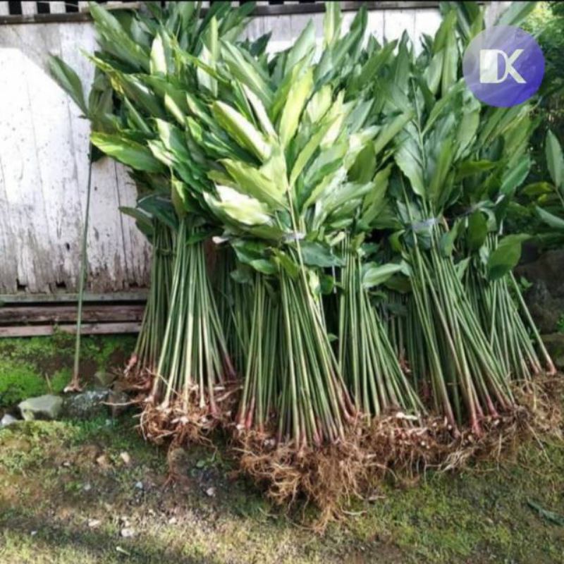 Bibit kapulaga bibit kapol bibit kapulogo