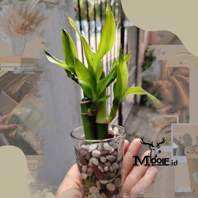 MOOIE.ID - Tanaman Hias 1 Set Bambu Hoki + Batu + Pot Kaca / Bambu Hooky / Bambu Hoki / Lucky Bamboo