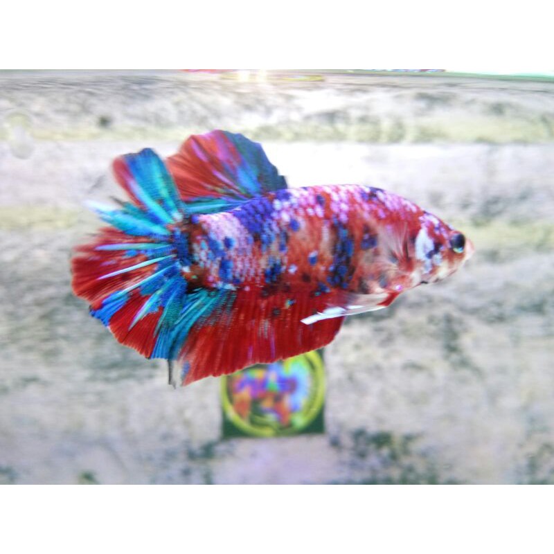 Ikan Cupang Plakat Red Koi Galaxy Multycolour Size Indukkan Good Form Shopee Indonesia