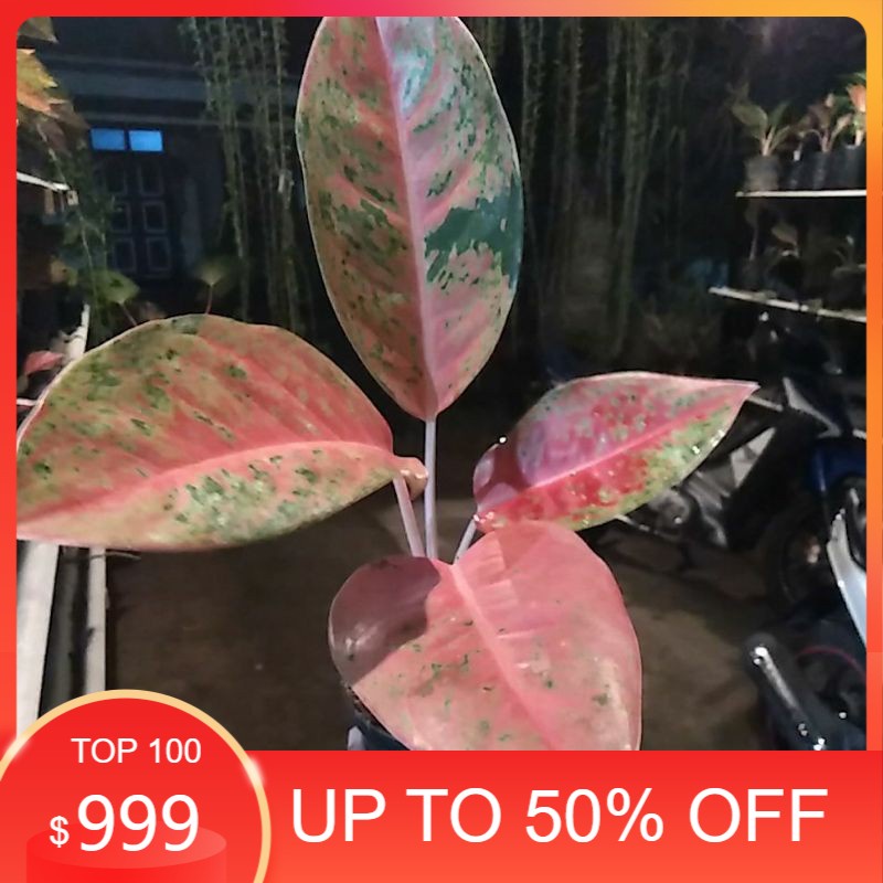 Aglonema Bigroy Mutasi Merah / Aglonema lulaiwan Mutasi