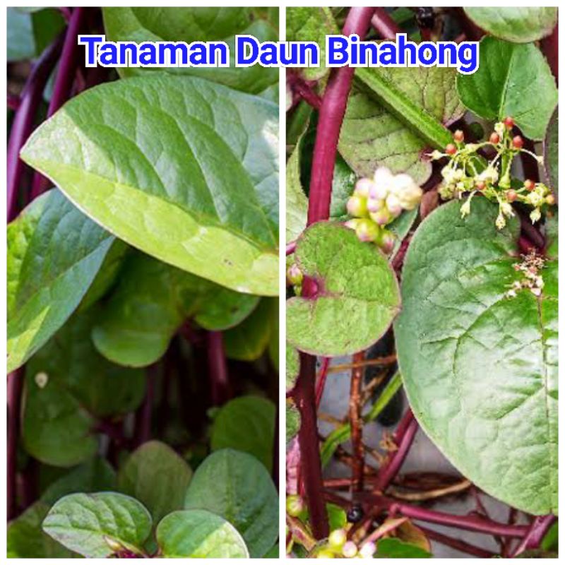 

Binahong Bibit Tanaman Binahong Merah Ungu Super Tanaman Herbal kaya manfaat tanaman pekarangan Apotik hidup