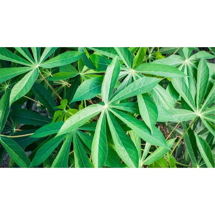 

Daun Singkong